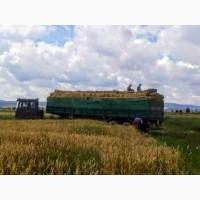 Продам сіно 2023