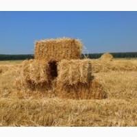 Продам сіно 2023