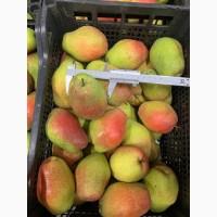 Продам грушу Парижанку Оптом