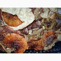 Мухомори червоні