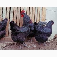 Інкубаційне яйце.(Курчата) Джерсійський гігант - чорний, блакитний. Птиця
