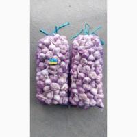 15 тонн ПРОДАМ ЧАСНИК Любаша Молодий Посадковий Товарний Озимий Чеснок Garlic