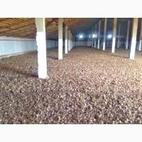 15 тонн ПРОДАМ ЧАСНИК Любаша Молодий Посадковий Товарний Озимий Чеснок Garlic