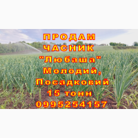 15 тонн ПРОДАМ ЧАСНИК Любаша Молодий Посадковий Товарний Озимий Чеснок Garlic