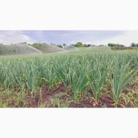 15 тонн ПРОДАМ ЧАСНИК Любаша Молодий Посадковий Товарний Озимий Чеснок Garlic