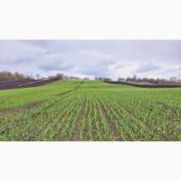 15 тонн ПРОДАМ ЧАСНИК Любаша Молодий Посадковий Товарний Озимий Чеснок Garlic