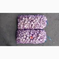 15 тонн ПРОДАМ ЧАСНИК Любаша Молодий Посадковий Товарний Озимий Чеснок Garlic