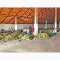 15 тонн ПРОДАМ ЧАСНИК Любаша Молодий Посадковий Товарний Озимий Чеснок Garlic