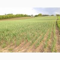 15 тонн ПРОДАМ ЧАСНИК Любаша Молодий Посадковий Товарний Озимий Чеснок Garlic
