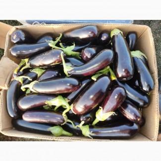 Продам баклажан Казимір, перець солодкий