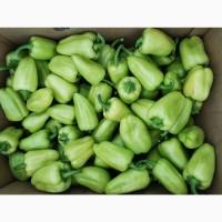 Продам баклажан Казимір, перець солодкий