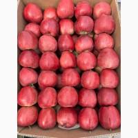 Продам яблука з саду