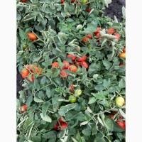 Продаж томату сливка