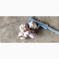 Продам часник