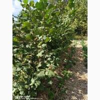 Продам саджанці фундука