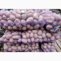 Продам товарну картоплю сорт Біла Роса