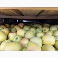 Продамо яблука сорту «Голден» із власного саду