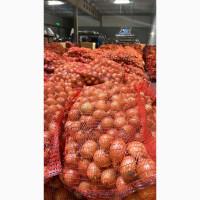 Продам цибулю ріпчату від виробника