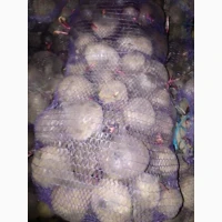 Продам столовий буряк сорт Пабло