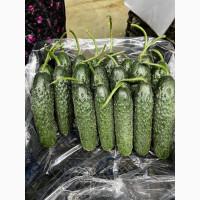 Продам огурец колючка