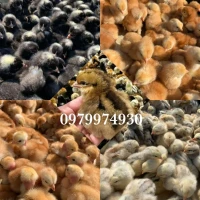 Курчата, Інкубаційні яйця