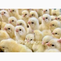 Бройлер, Іспанка, Редбро, Мастер, Долматинець, Геркулес, Триколор, Домінант, Мулард, Індик