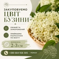 Купуємо. Цвіт Бузини