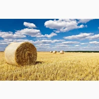 Продам солому ячну та пшеничну