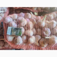 Продам часник сорт Любаша