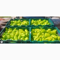 Продам мега крутой перец