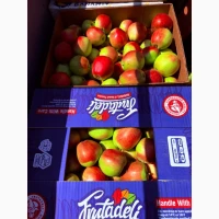 Продам яблука Сумарет та Сілєста є обʼєм