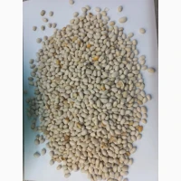 Продамо квасолю білу