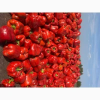 Продамо перець