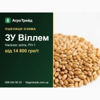 ЗУ Віллем - озима пшениця Saaten-Union: посівне насіння еліта, РН-1, від 14 800 грн/т