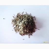 Семена костра