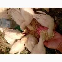 Продам инкубационное яйцо индюков