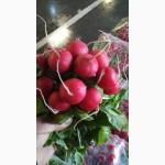 Куплю редис в пучках и весовой