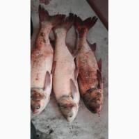Продам товарного толстолоба 3-12кг, сом обычный 4-12кг, карп 3-8кг, судак, карась