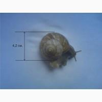 Продаж виноградних равликів Helix Pomatia