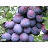 Продам сливу Кишиньовка