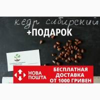 Кедр сибирский семена(20 штук) (сосна кедровая)для выращивания саженцев