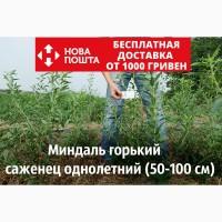 Миндаль горький саженцы подвой для персика и сладкого миндаля/миндаль гіркий саджанці