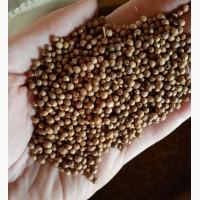 Семена кориандра Pueblo, канадского трансгенного сорта (двуручки)