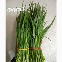 Джусай (свежая зелень)