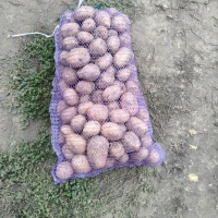 Картопля сорт Мелоді, Балтік Роуз