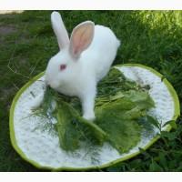 Продам мясо кролика