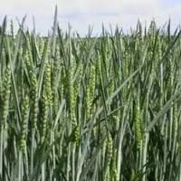 Семена озимой пшеницы АЛЕКСЕЕВКА