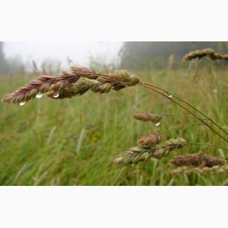 Ежа сборная/ Грястиця збірна. Можливий продаж з ПДВ