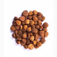 Ядро горькой абрикосовой косточки