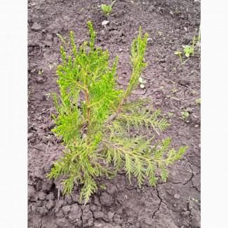 Туя западная